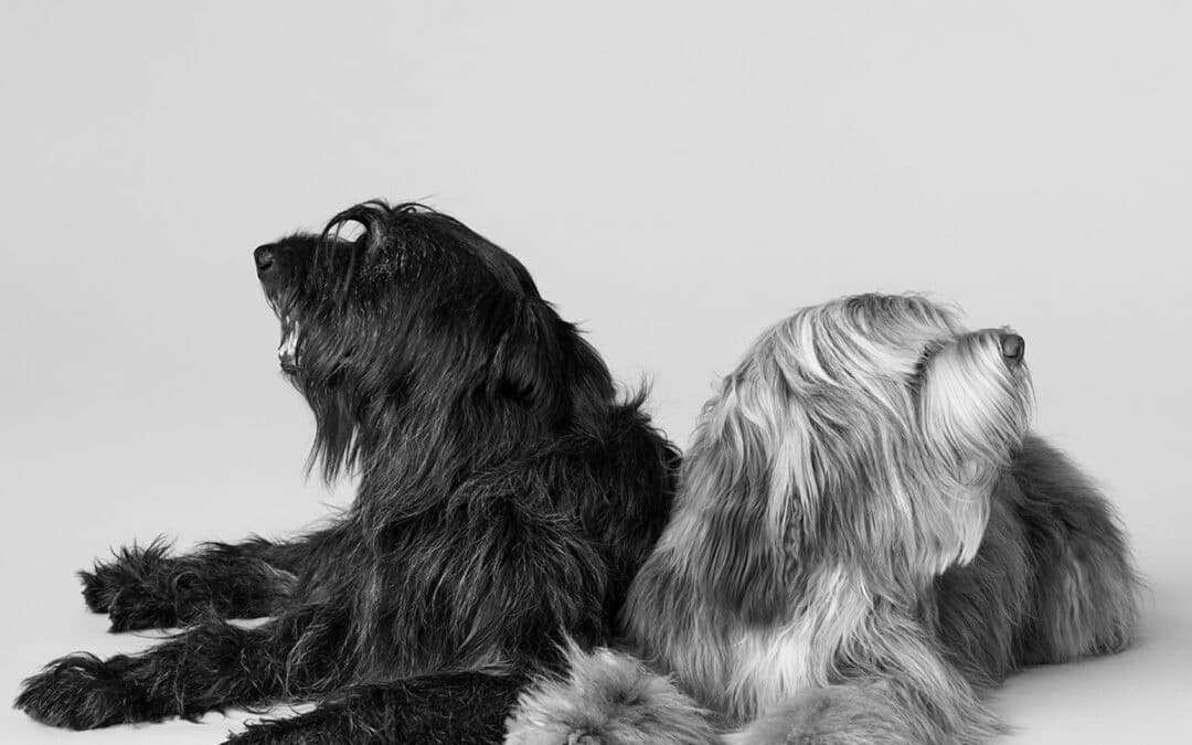 CELINE MAISON : Une nouvelle campagne dédiée à une collection d’accessoires pour chiens, photographiée par Hedi Slimane
