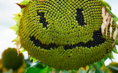 SAINT LAURENT RIVE DROITE x JONATHAN LLENSE