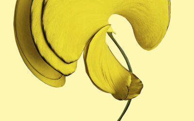 SAINT LAURENT RIVE DROITE x VINCENT FOURNIER : FLORA INCOGNITA